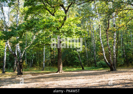 meadow with old oak and birch trees in urban park in sunny day at the beginning of autumn Stock Photo