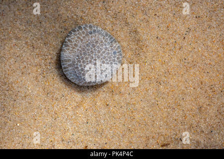 A Charlevoix stone (rock formed from skeletons of Favosite coral or honeycomb coral) found on the beach on Lake Michigan, USA. Stock Photo