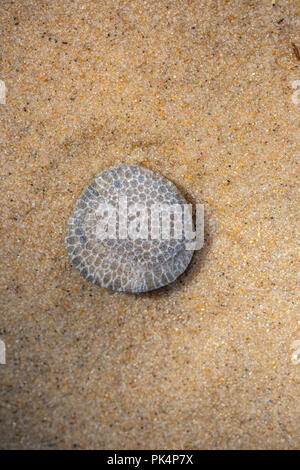 A Charlevoix stone (rock formed from skeletons of Favosite coral or honeycomb coral) found on the beach on Lake Michigan, USA. Stock Photo