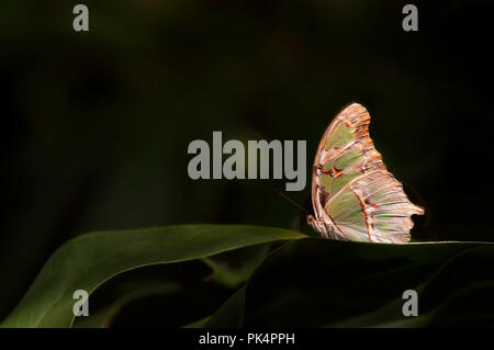 A sunlit juniper hairstreak butterfly (Callophrys gryneus) perched on blades of tropical foliage in Florida.