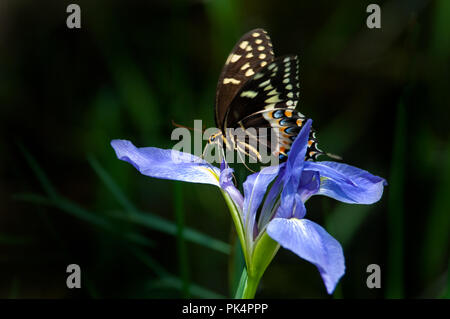 An eastern tiger swallowtail butterfly perched on a Florida native blue flag iris in Audubon Corkscrew Swamp. Stock Photo