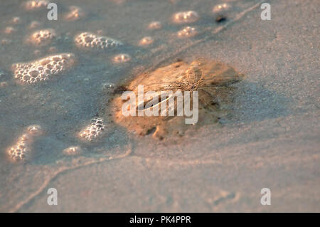 A delicate wave washes along a sand dollar (Clypeasteroida) in the sand along Barefoot Beach, Florida. Stock Photo