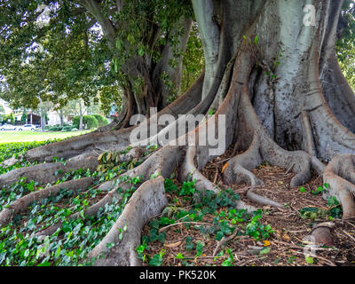 Ficus macrophylla or Moreton Bay fig tree. Stock Photo