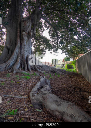 Ficus macrophylla or Moreton Bay fig tree. Stock Photo