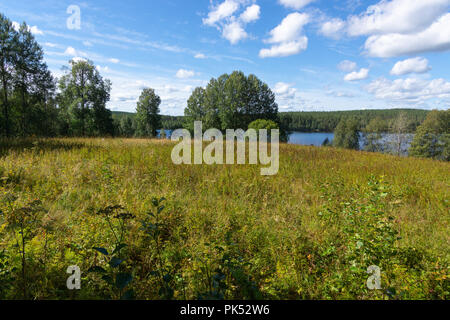 A anthill on a stump in front of some gren Stock Photo