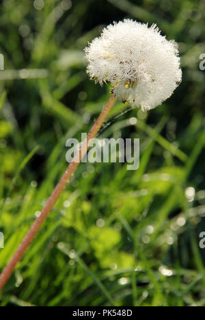 dew on dandelions Stock Photo