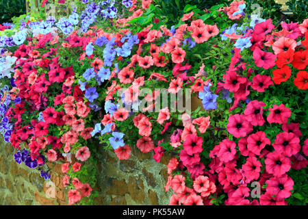 Petunia, petunias, purple, pink, blue, red, overhanging, carstone, front garden, wall Stock Photo