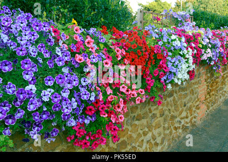 Petunia, petunias, purple, pink, red,  white, overhanging, carstone, front garden, wall Stock Photo