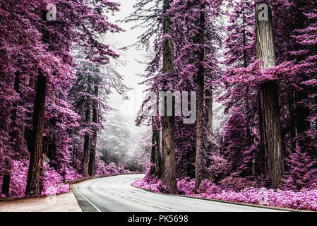 U.S. Route (Highway) 101 running through the Redwood National and State Parks in Northern California, USA. Processed with an infrared effect. Stock Photo