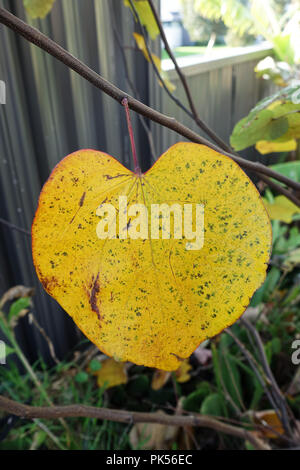 Cercis canadensis or also known as Forest Pansy leaves during autumn Stock Photo