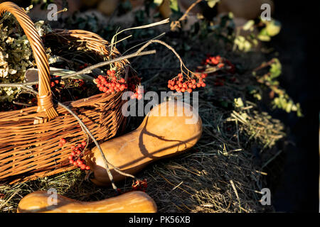 Autumn wicker basket with autumn flowers and wild mountain ash and pumpkins, zucchini, squash. Harvest holidays, Thanksgiving Day, Halloween. Decoration of home Stock Photo