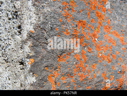 Nature closeup of rocks with deeply colored orange lichen growing.  Cool texture details could be used as a grunge texture as a design element too. Stock Photo