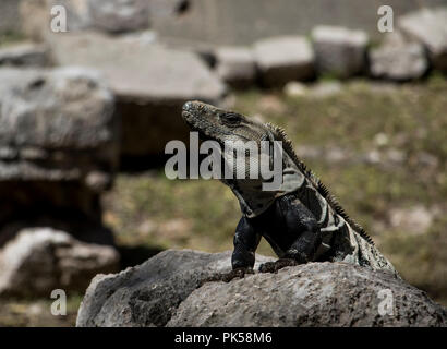 Lizard sun bathing on the rocks. Reptile with wrinkled skin and stones in the background. Mexican Iguana. Stock Photo