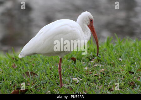 white ibis bird perched on one leg on the lawn near a pond Stock Photo