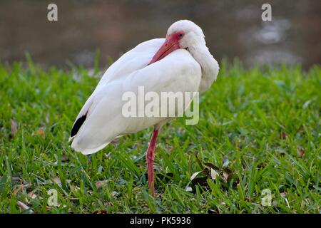 white ibis resting his bill on his back Stock Photo