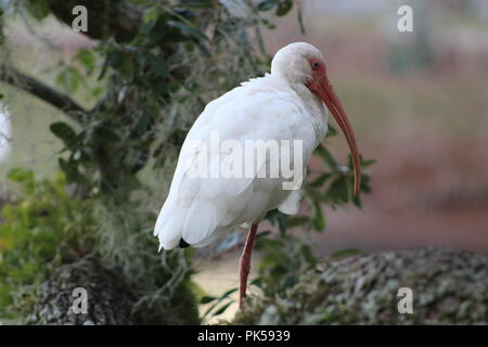 white Ibis perched on a tree branch Stock Photo