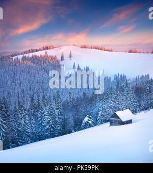 Colorful winter scene in the Carpathian mountains. Fir trees covered fresh snow at frosty morning glowing first sunlight. Stock Photo