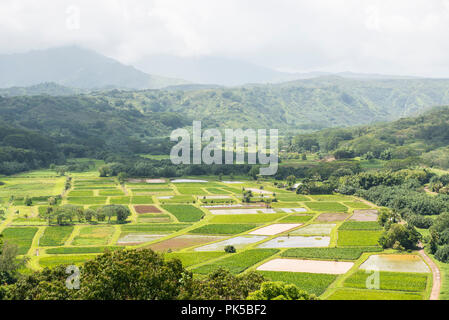 Taro fields, Kauai Stock Photo