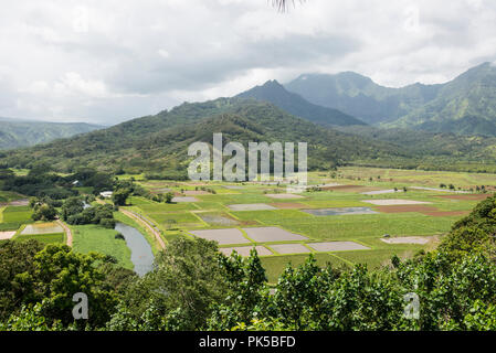 Taro fields, Kauai Stock Photo