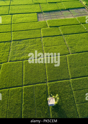 Aerial view of rice fields,Bali,Indonesia Stock Photo