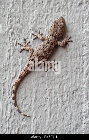 specimen of moorish wall gecko on a grey wall, hemidactylus turcicus, gekkonidae Stock Photo