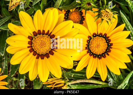 Gazania rigens ' Yellow Kiss ', Treasure flower Stock Photo