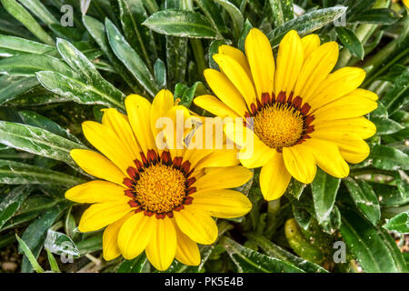 Gazania rigens ' Yellow Kiss ', Treasure flower Stock Photo