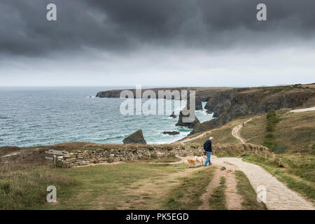 A dog walker and his dogs on the South West Coastal path overlooking Bedruthan Steps in Cornwall. Stock Photo