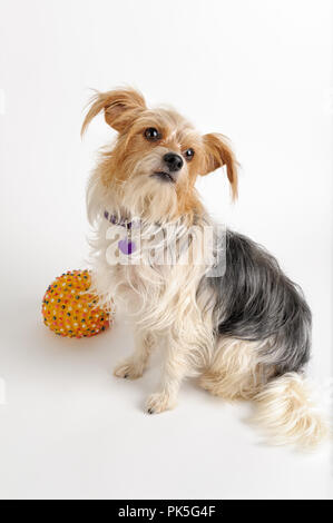 Cute small dog with long hair looking up, ready alert and playful mixed breed terrier with her ball, studio shot white background with copy space. Stock Photo
