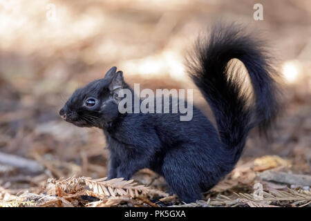 Melanistic Eastern Gray Squirrel details. Stock Photo