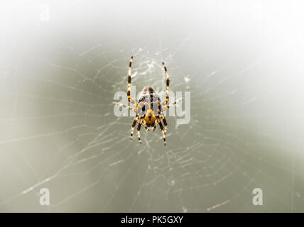 Araneus diadematus - European Common Garden Spider/ Cross Spider Stock Photo