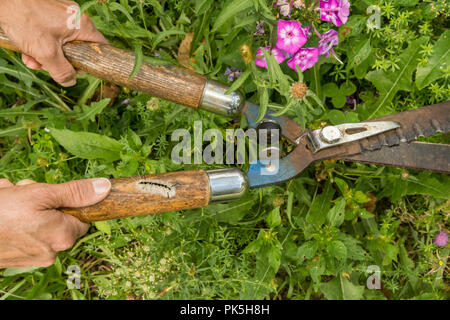 Hidden Dangers of Gardening.  A woman about to be stung by a Hickory Tussock Caterpillar while cutting weeds in the garden. Stock Photo