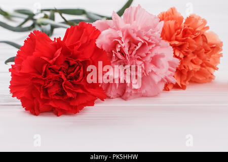 Three carnation flowers. White wood background. Stock Photo