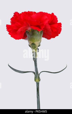 One single red carnation flowers. Isolated on white. Stock Photo