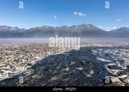 Spawning Silver and Pink Salmon stranded by low tide lie rotting along a creek in Valdez in Southcentral Alaska. Stock Photo