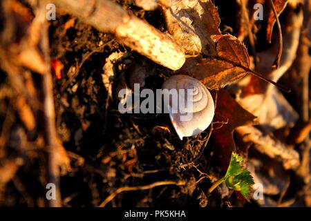 A photo of a snail shell that was left on the forest floor Stock Photo