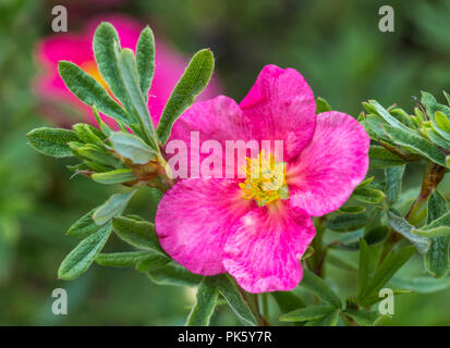 Single flower of the Potentilla Fruticosa 'Bellissima' (common name: Cinquefoil), a deep pink hardy shrub, in early Autumn in West Sussex, England, UK Stock Photo
