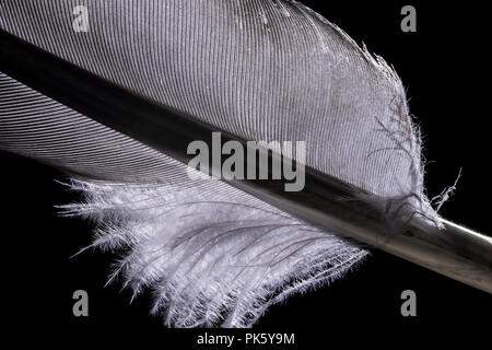Closeup of a single birds feather on a black background. Stock Photo
