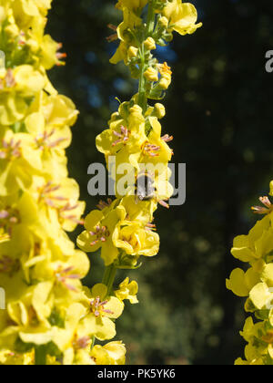 Verbascum nigrum or black mullein with bumblebee, in a park in Mariestad a picturesque town on the shore of Vaenern the largest lake in Sweden Stock Photo