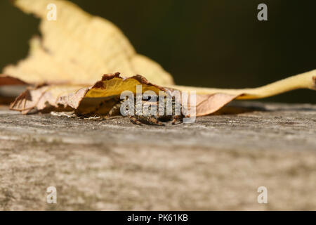 A cute hunting Fence-Post Jumping Spider (Marpissa muscosa) hiding under a leaf on a wooden fence. Stock Photo