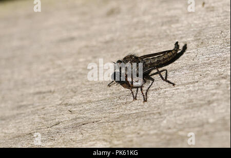 A Common Awl Robberfly (Neoitamus cyanurus) feeding on its prey another fly. Stock Photo