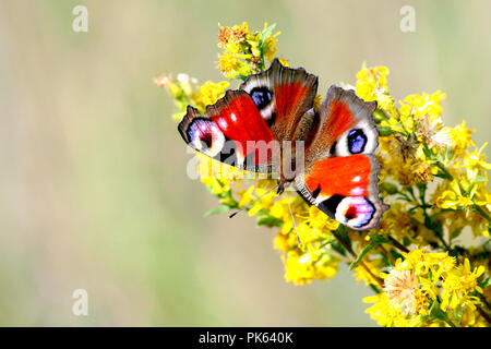 peacock butterfly sits on a branch with yellow flowers, in the background a light blurred background of grass, wings are open, insect Stock Photo