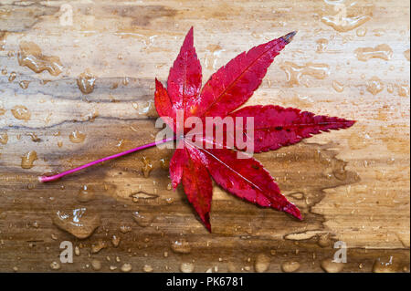 Daitoku-ji, Kyoto, Japan. Raindrops and a red maple leaf on a bamboo fence, in autumn Stock Photo