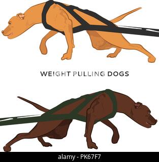 Harnessed pitbulls pulling hard. Dog training in weight pulling sport. Weight pulling dogs isolated on white background. Stock Vector