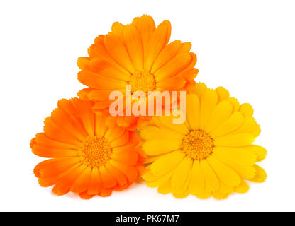 Marigold flowers isolated on white Stock Photo