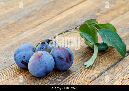 Just picked ripe plums with brench and leaves on old wooden boards. Just harvested fruits Stock Photo