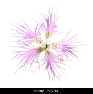 Fringed pink flower isolated on white background Stock Photo