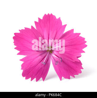 Carthusian Pink isolated on white background Stock Photo