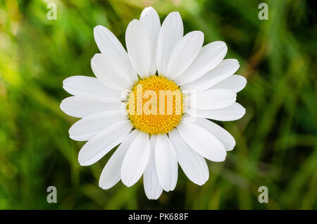 White daisy on a green blurred background Stock Photo