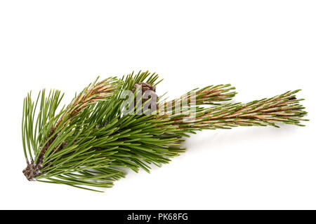 mugo pine branch  with cones Stock Photo